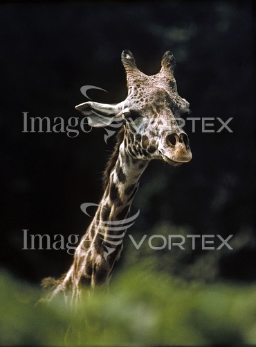 Animal / wildlife royalty free stock image #100783809