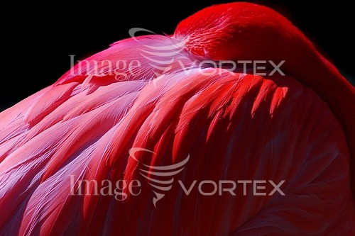 Bird royalty free stock image #102303524