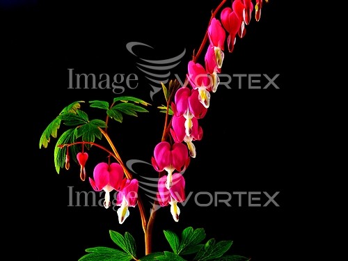 Flower royalty free stock image #102881042