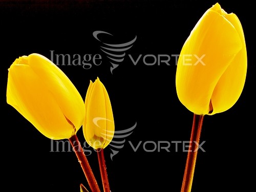 Flower royalty free stock image #102954054