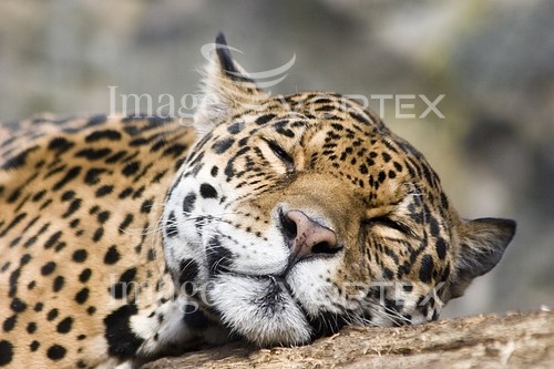 Animal / wildlife royalty free stock image #102247455