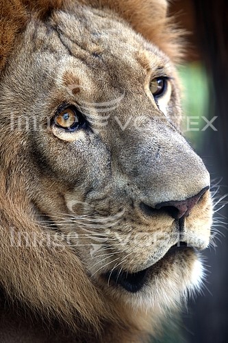 Animal / wildlife royalty free stock image #102059042