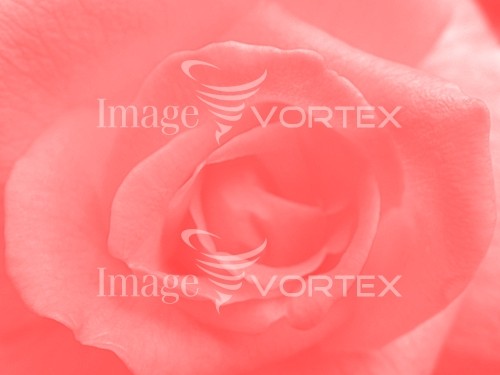 Flower royalty free stock image #102360714