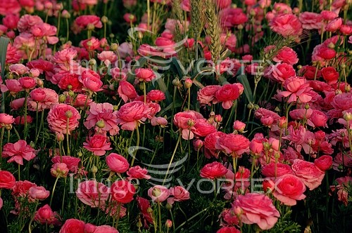 Flower royalty free stock image #103668234