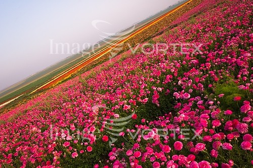 Flower royalty free stock image #103684732