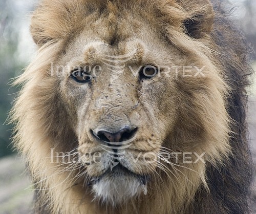 Animal / wildlife royalty free stock image #103016341