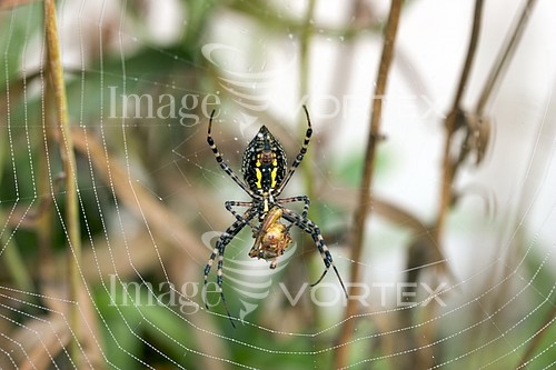 Insect / spider royalty free stock image #103158888