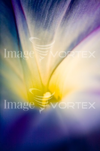 Flower royalty free stock image #104690818