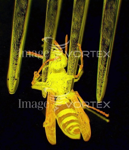 Insect / spider royalty free stock image #104241439