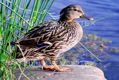 Bird royalty free stock image #105986019