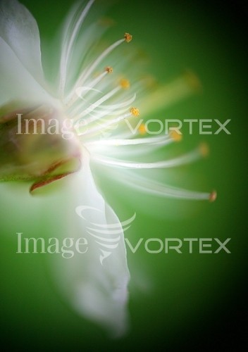 Flower royalty free stock image #105864457