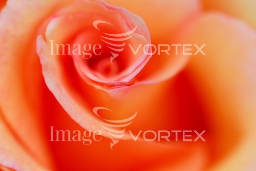 Flower royalty free stock image #105970055