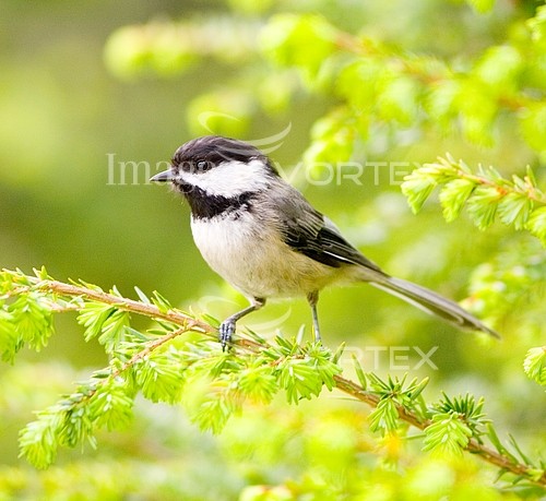 Bird royalty free stock image #106918725