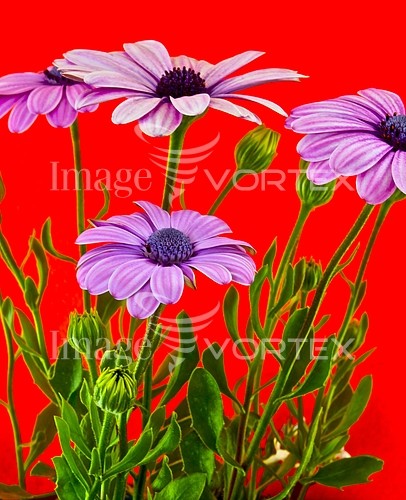 Flower royalty free stock image #106316424