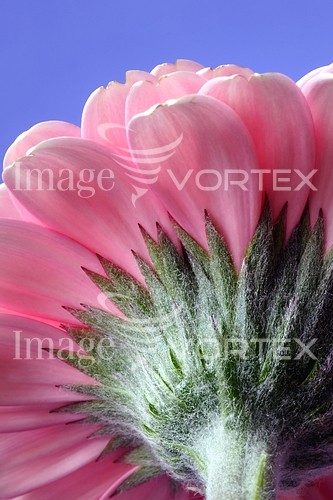 Flower royalty free stock image #106173783