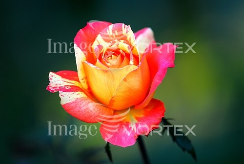Flower royalty free stock image #106965206