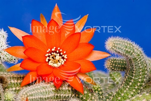 Flower royalty free stock image #107938631