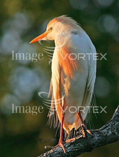 Bird royalty free stock image #107394244