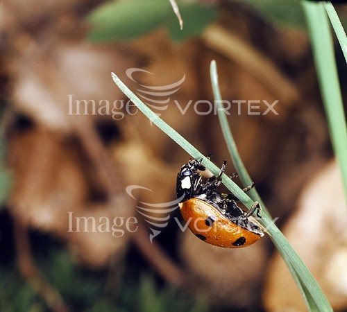 Insect / spider royalty free stock image #107503347