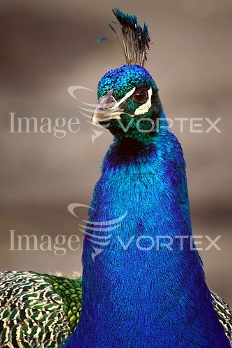 Bird royalty free stock image #107075354