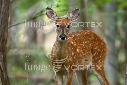 Animal / wildlife royalty free stock image #108491453