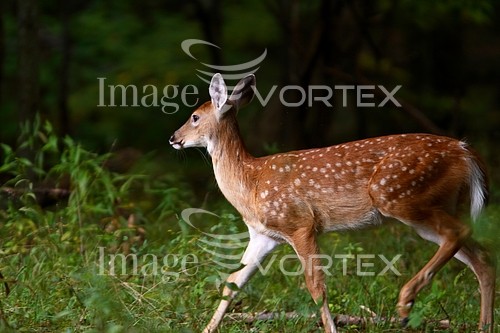 Animal / wildlife royalty free stock image #108527688