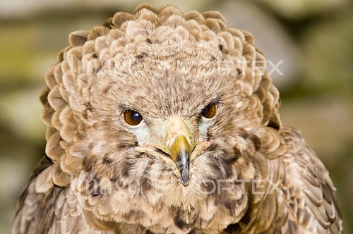 Bird royalty free stock image #109943032