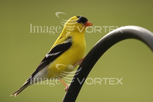 Bird royalty free stock image #110483492