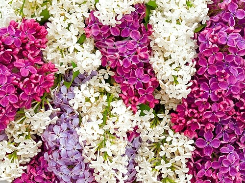 Flower royalty free stock image #111954091