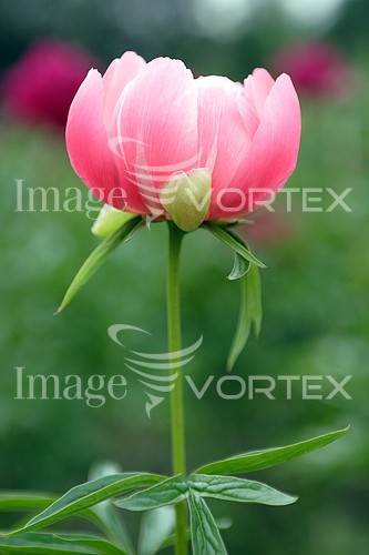 Flower royalty free stock image #113316794