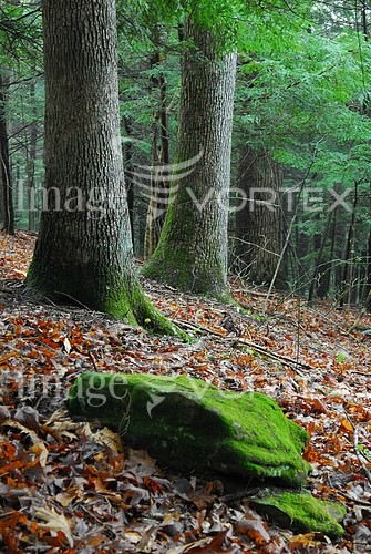 Nature / landscape royalty free stock image #114149199