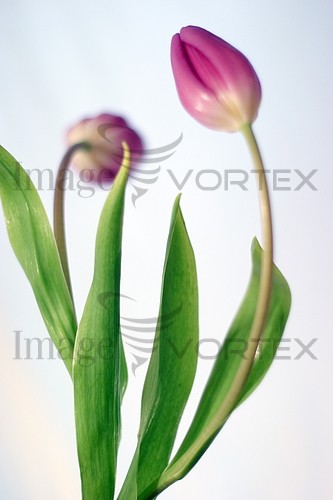 Flower royalty free stock image #114514486