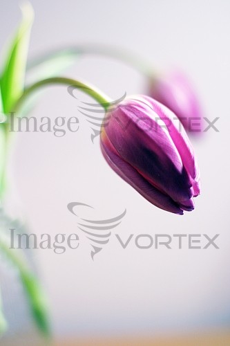 Flower royalty free stock image #114530770