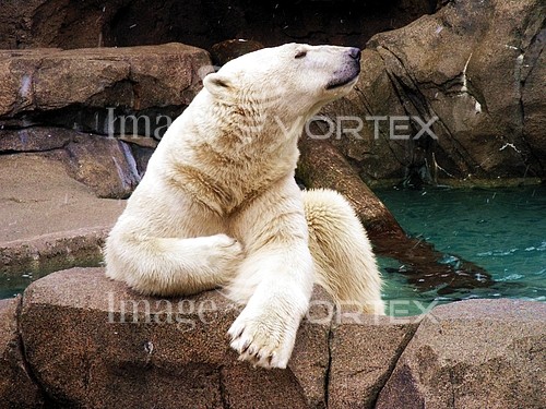Animal / wildlife royalty free stock image #116646029