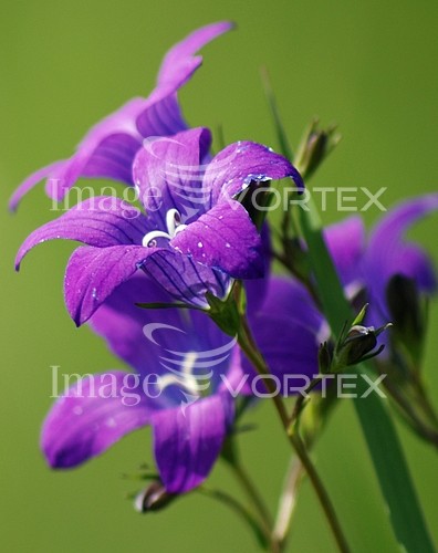 Flower royalty free stock image #119057804