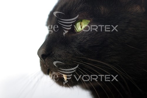 Pet / cat / dog royalty free stock image #120196190