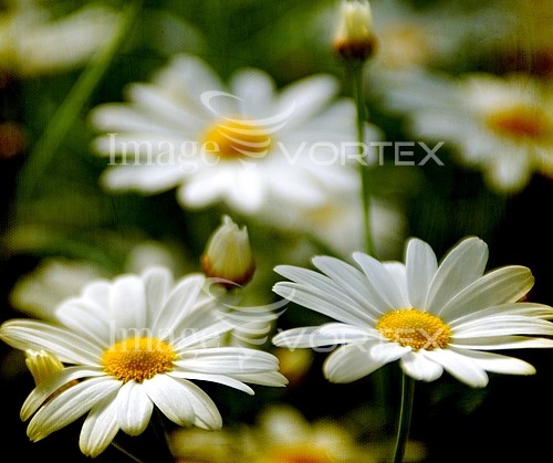 Flower royalty free stock image #120043209