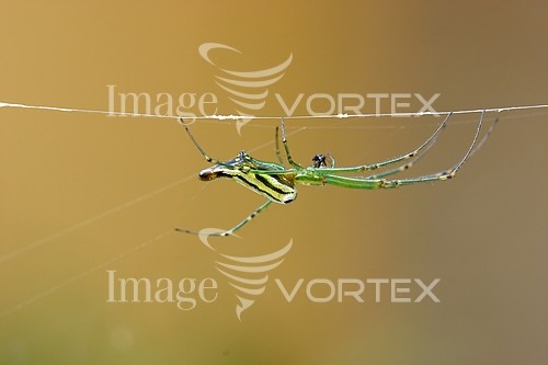 Insect / spider royalty free stock image #120027774