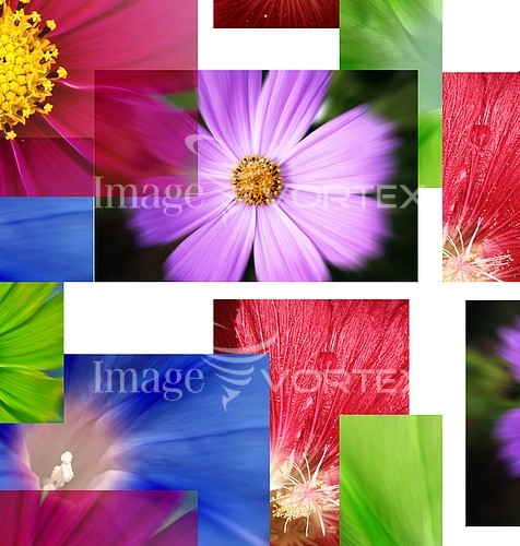 Flower royalty free stock image #124987306