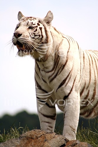 Animal / wildlife royalty free stock image #124652668