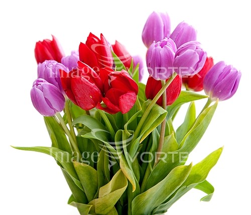 Flower royalty free stock image #125603808