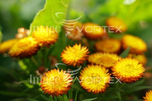 Flower royalty free stock image #125593418