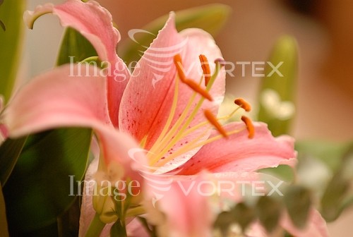 Flower royalty free stock image #125401645