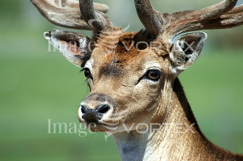 Animal / wildlife royalty free stock image #125855371
