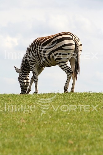 Animal / wildlife royalty free stock image #125169614