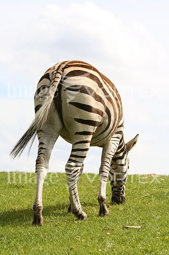 Animal / wildlife royalty free stock image #125170340