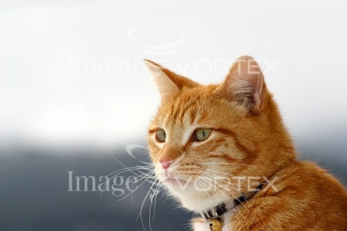 Pet / cat / dog royalty free stock image #126183277