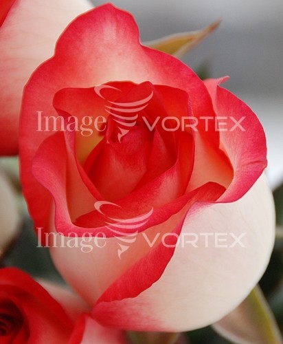 Flower royalty free stock image #126522934