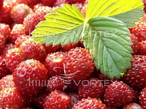 Food / drink royalty free stock image #126602405