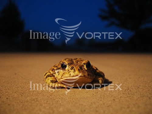 Animal / wildlife royalty free stock image #126098564